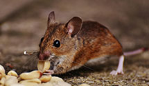24 Hour & Emergency Exterminators in College Hill, KY